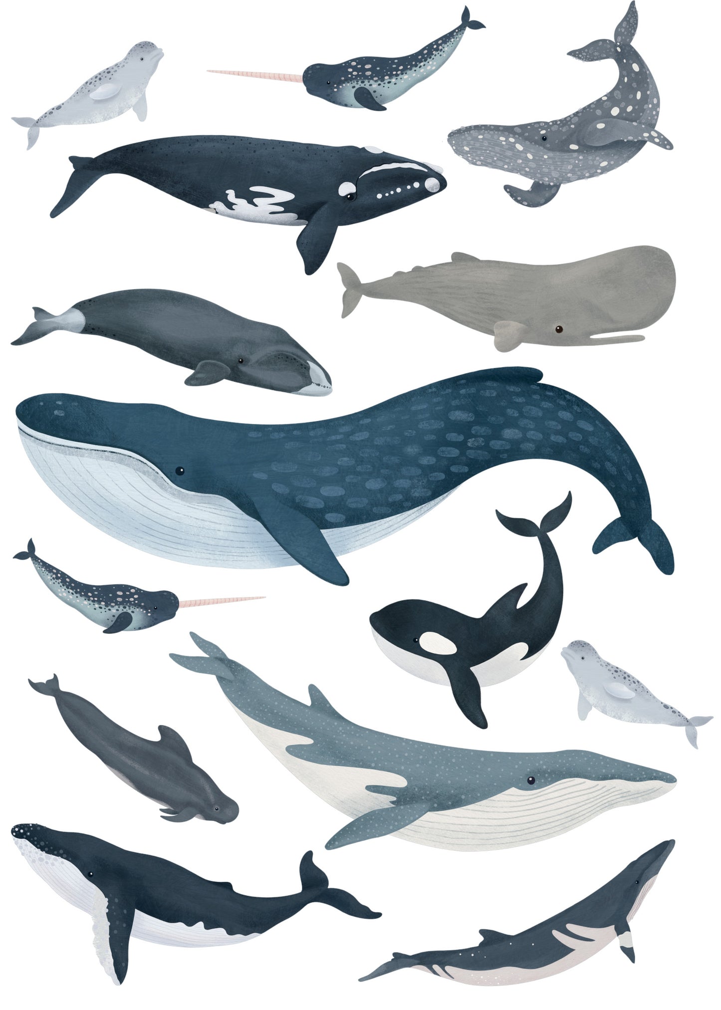 Decal Mini - Whales Of The World